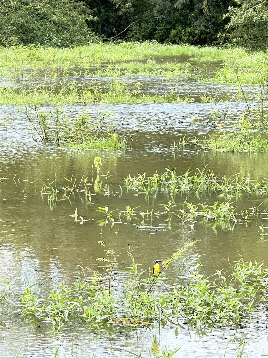 Tyran sociable - ML647262177