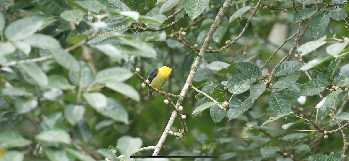 Golden-collared Manakin - ML647262178
