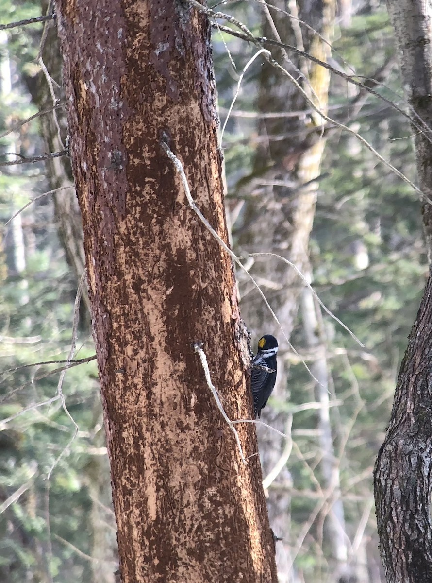 Black-backed Woodpecker - ML647262181