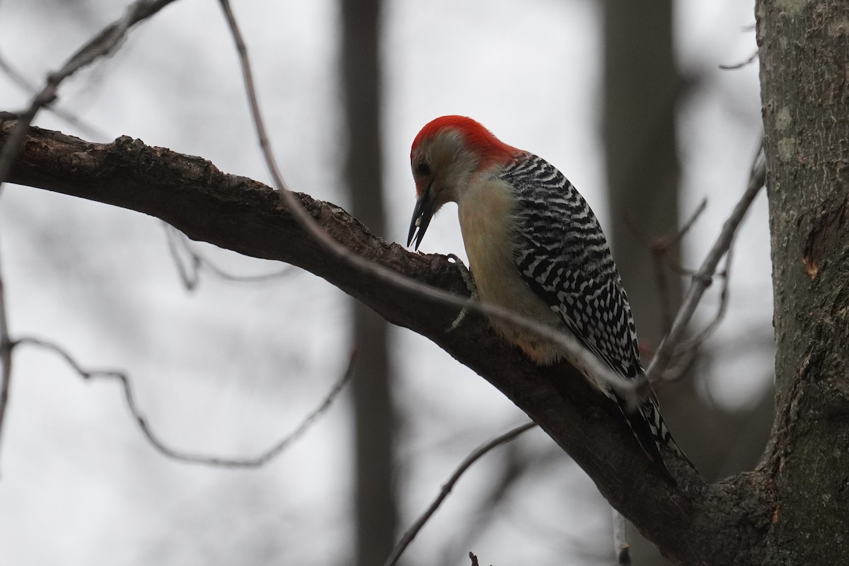 Red-bellied Woodpecker - ML647262182