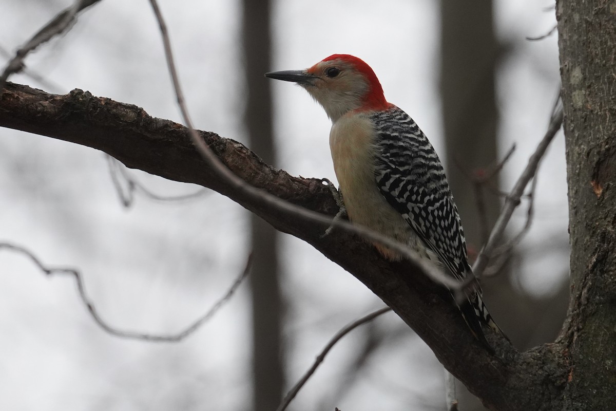 Red-bellied Woodpecker - ML647262183