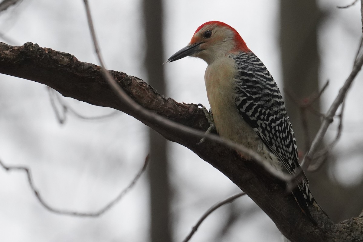 Red-bellied Woodpecker - ML647262184