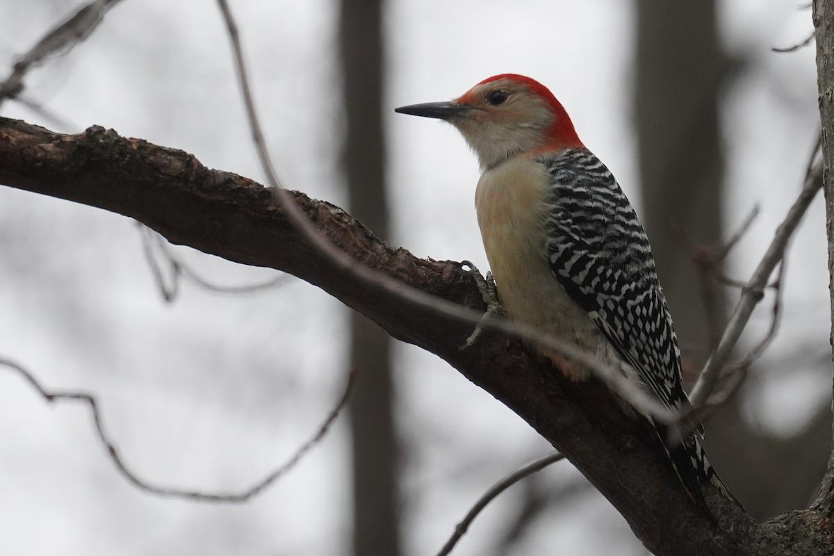 Red-bellied Woodpecker - ML647262185