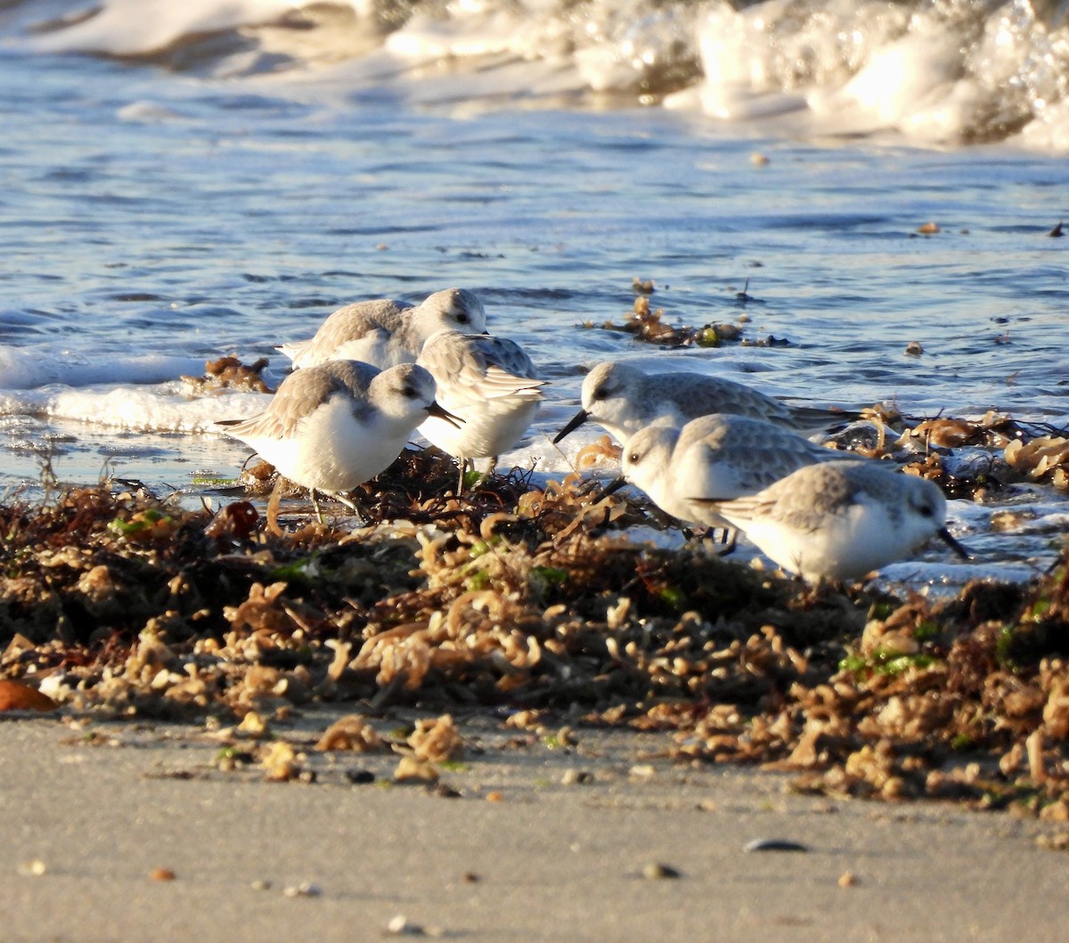 Sanderling - ML647262188