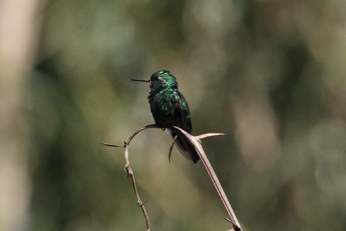 Canivet's Emerald - ML647262190