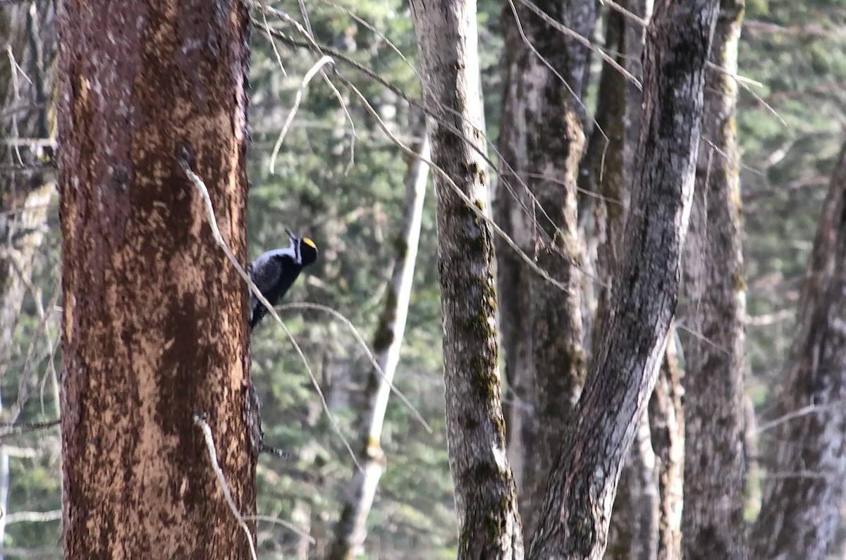 Black-backed Woodpecker - ML647262191