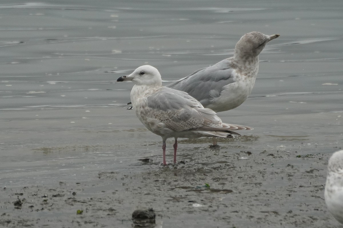 Iceland Gull (Thayer's) - ML647262199