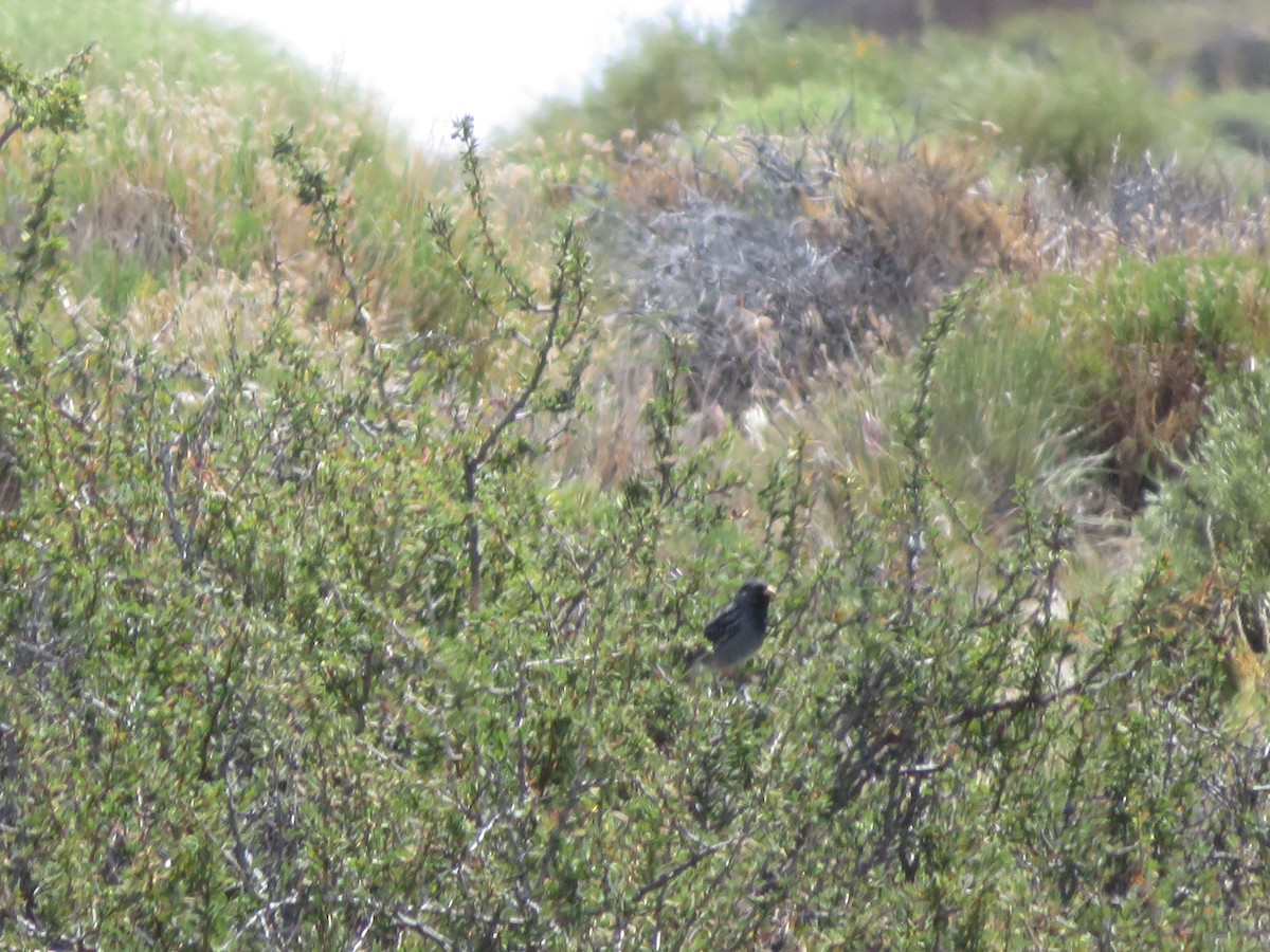 Mourning Sierra Finch - ML647262200