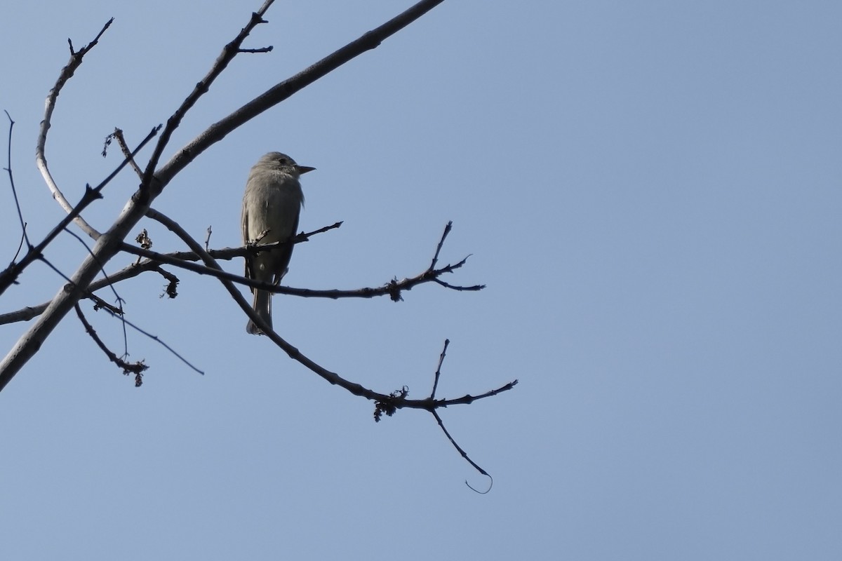 Greater Pewee - ML647262201