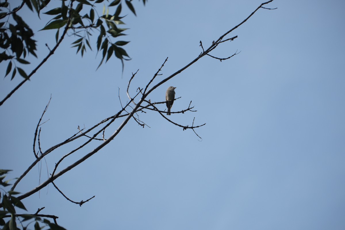 Greater Pewee - ML647262202