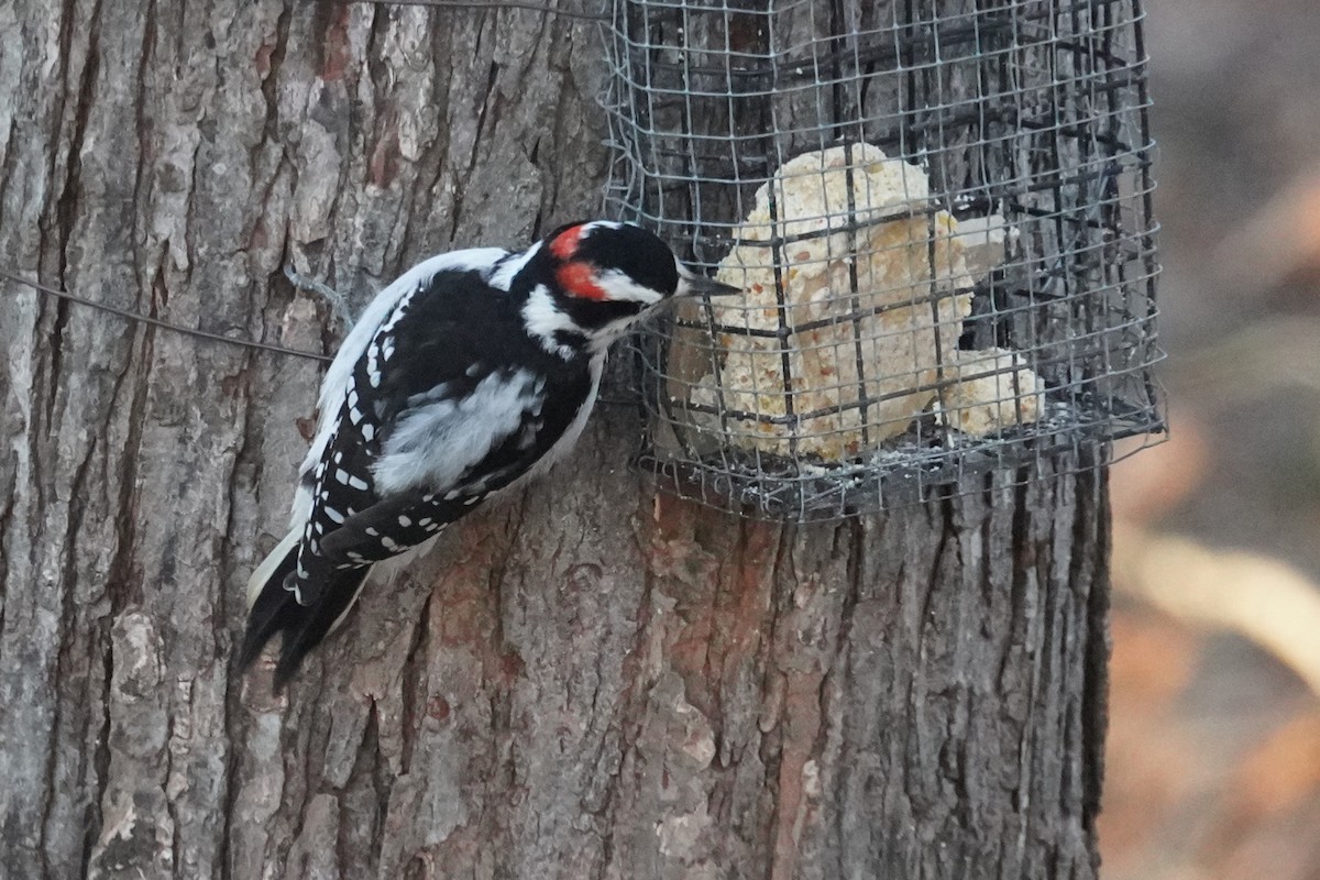 Hairy Woodpecker - ML647262203