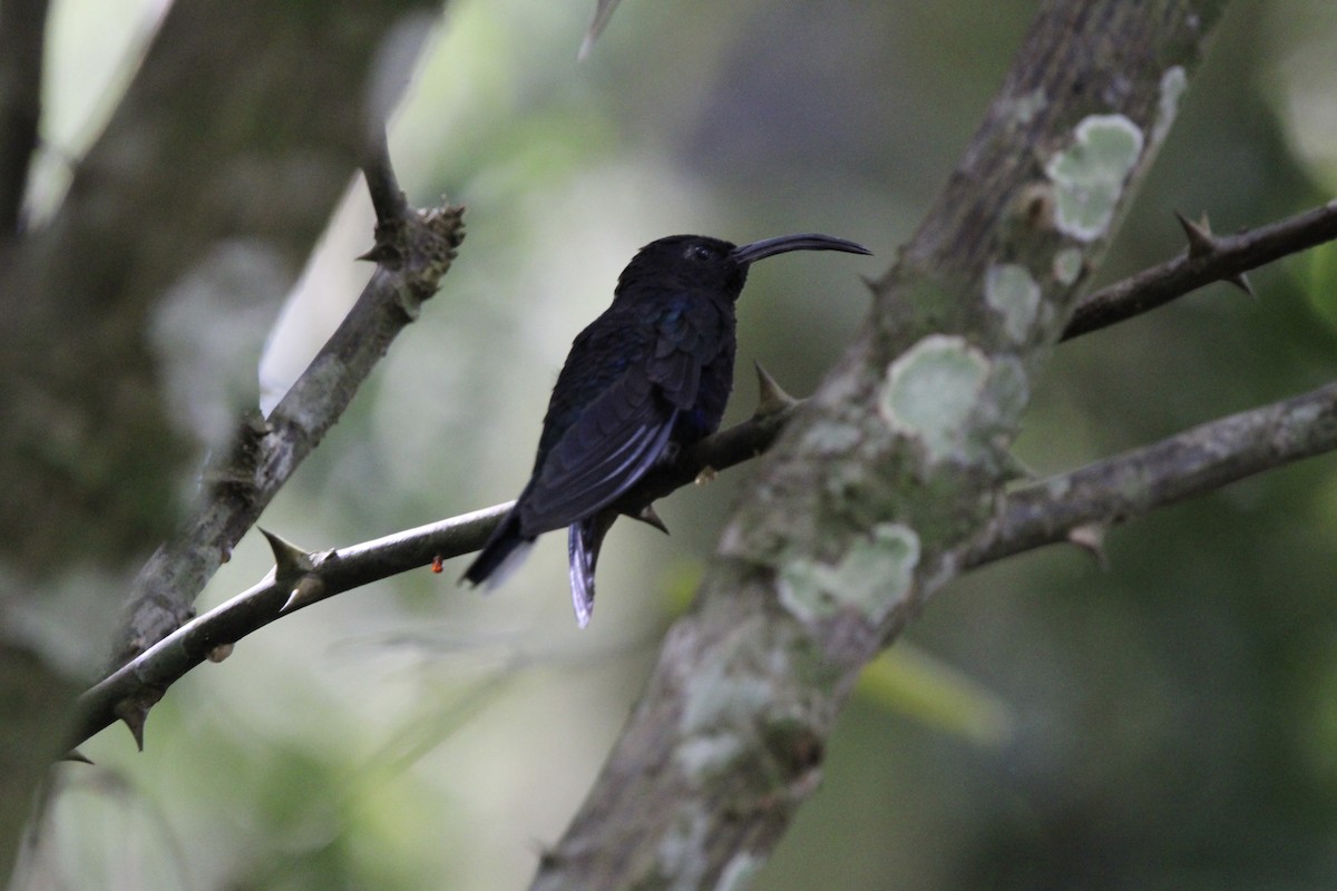 Violet Sabrewing - ML647262206