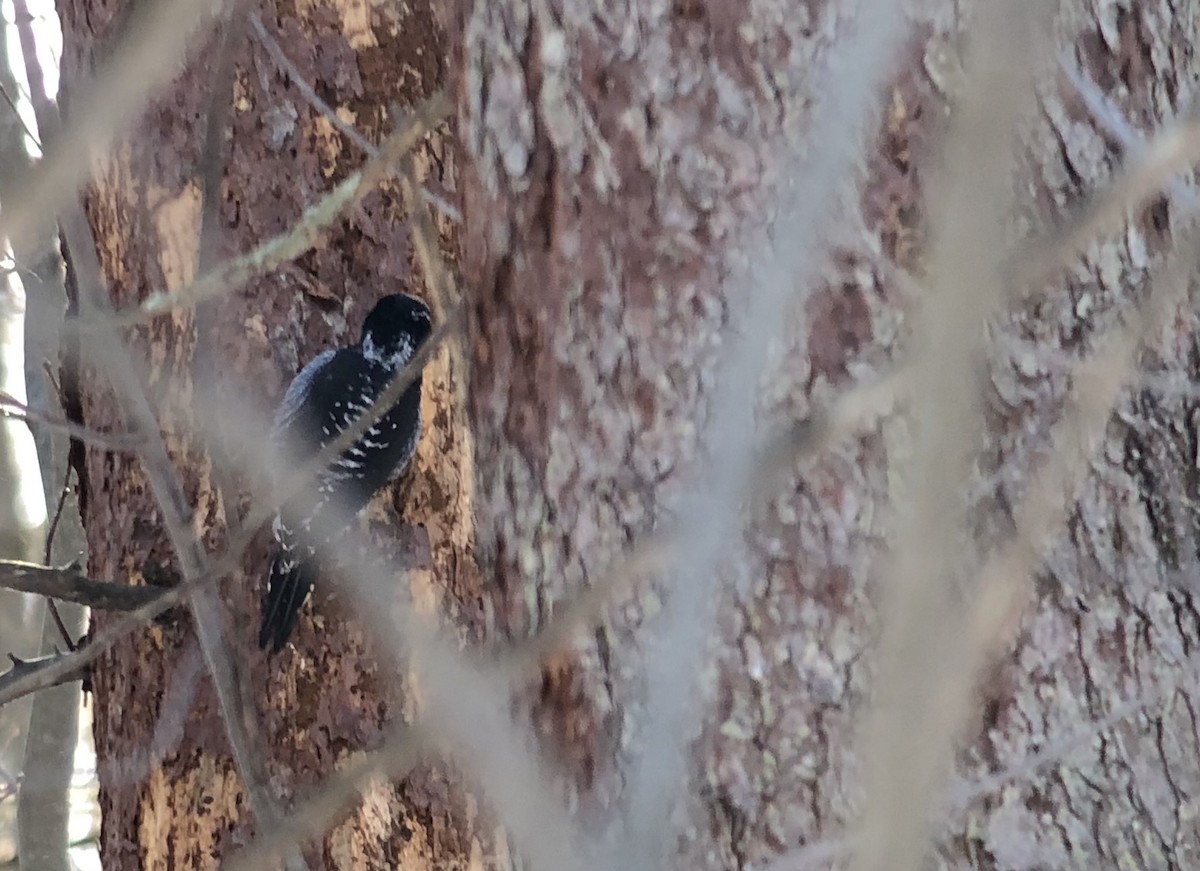 American Three-toed Woodpecker - ML647262209