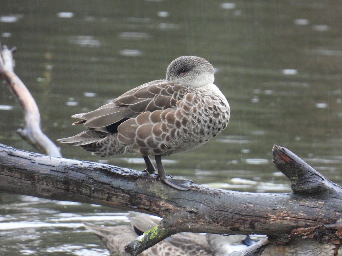 Gray Teal - ML647262212