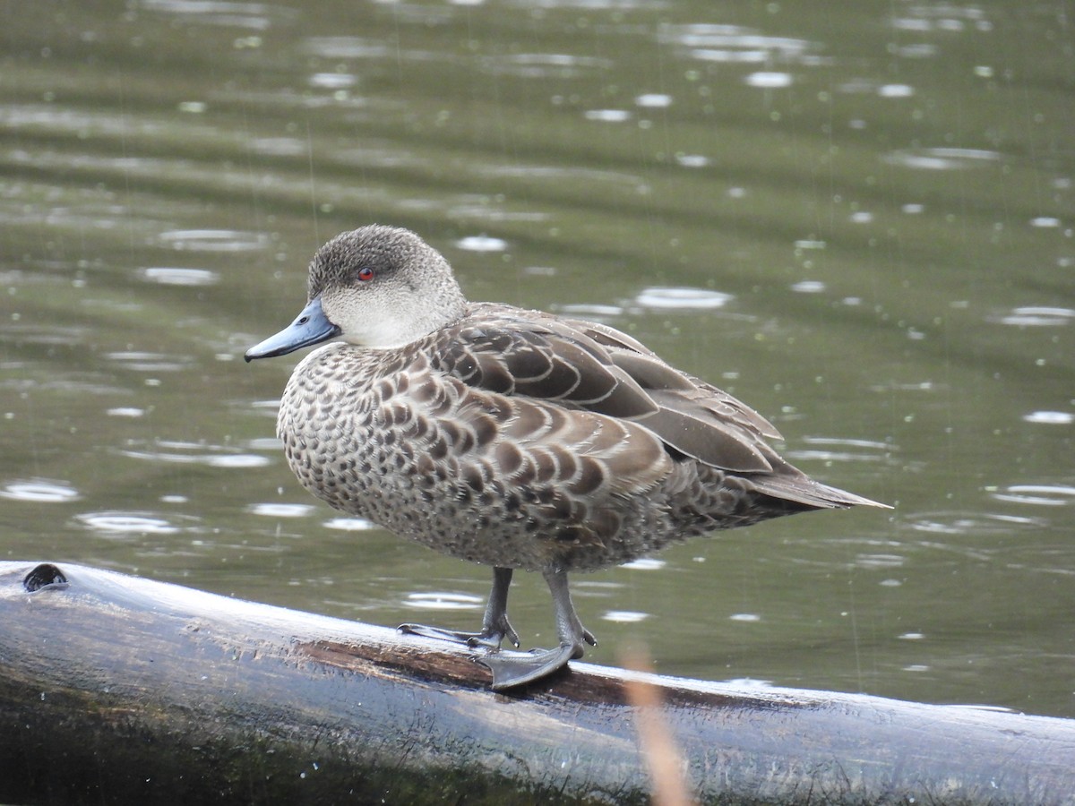 Gray Teal - ML647262213