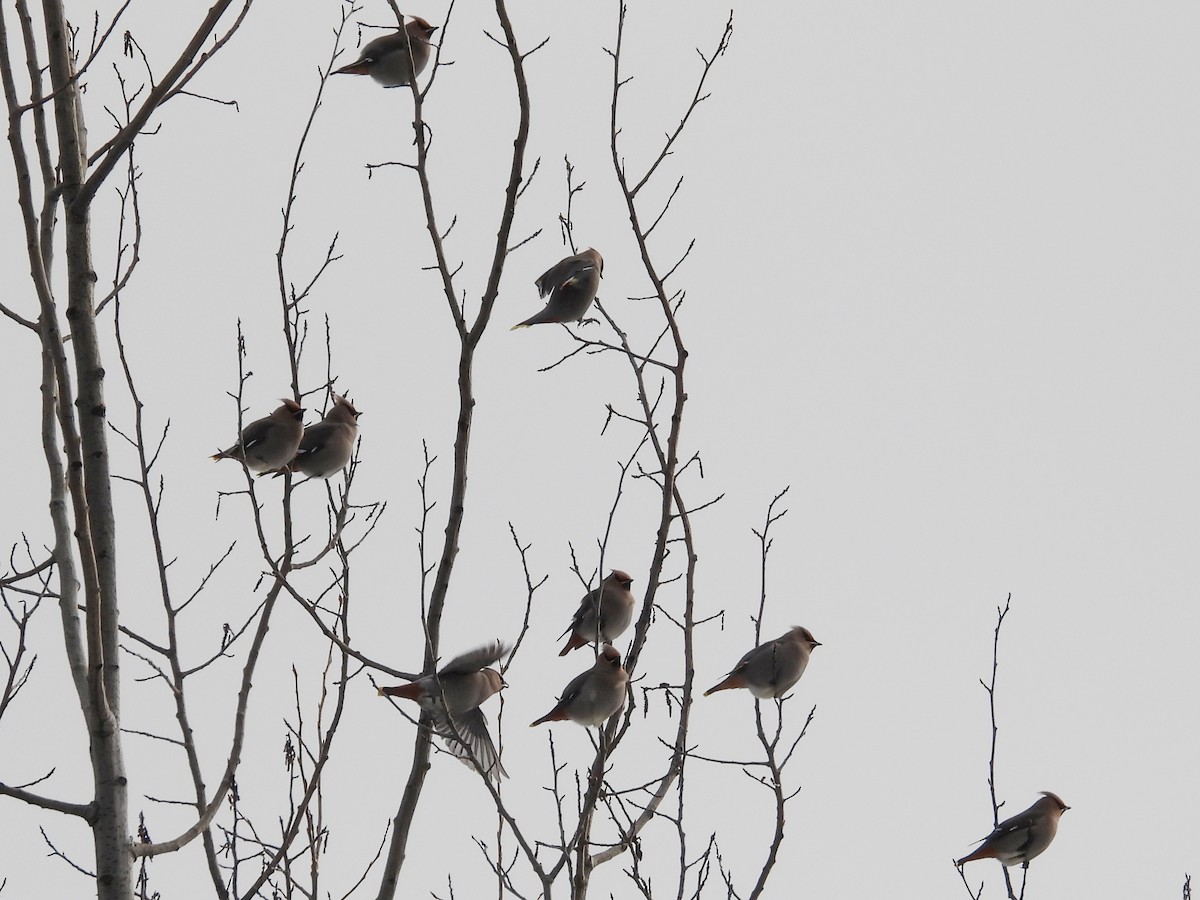 Seidenschwanz - ML647262214