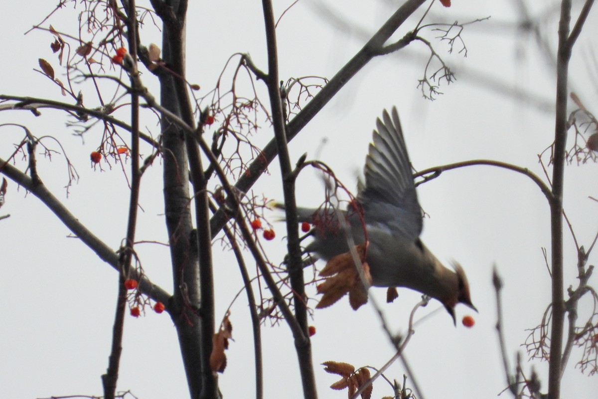 Seidenschwanz - ML647262216