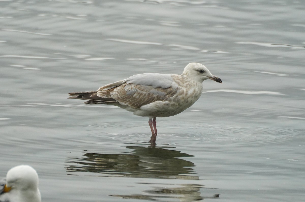 Iceland Gull (Thayer's) - ML647262218