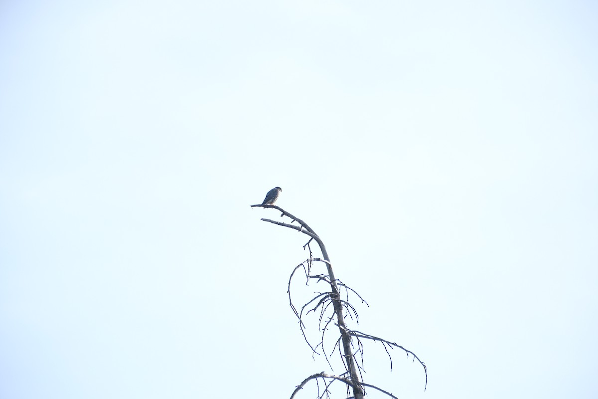 Merlin - ML647262220