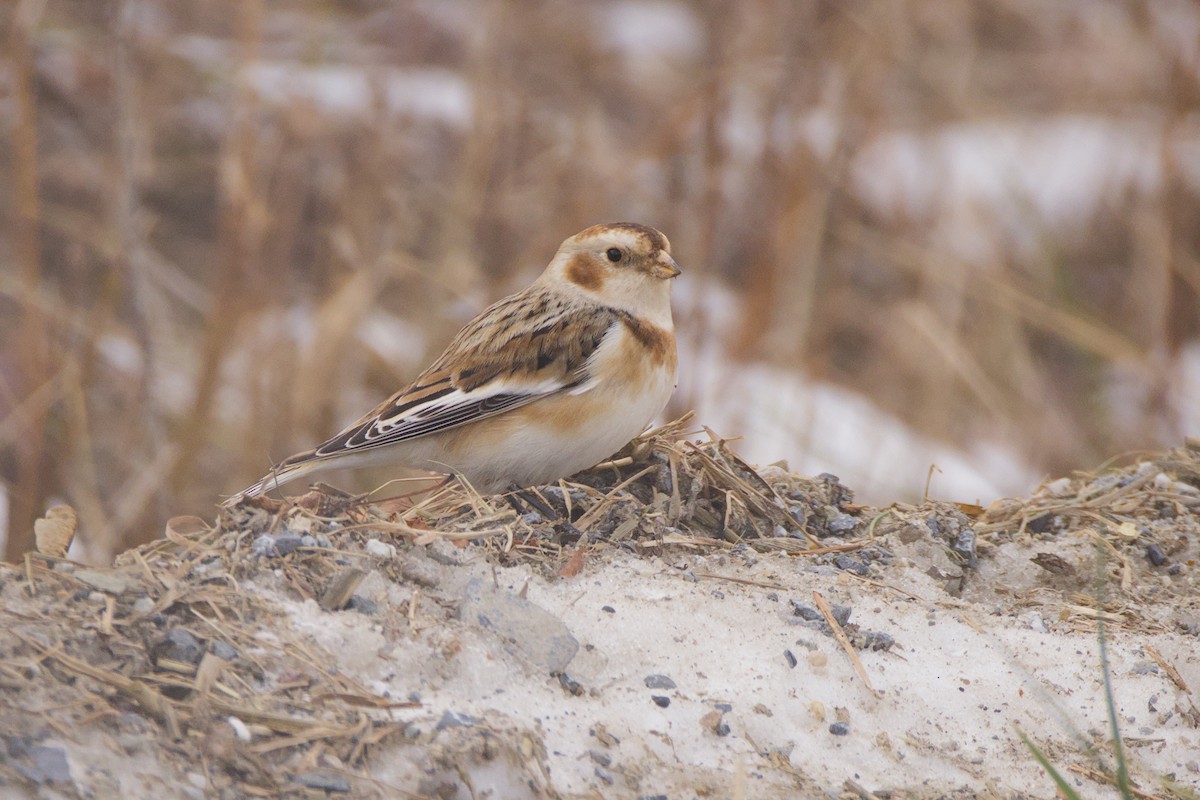 Snow Bunting - ML647262221