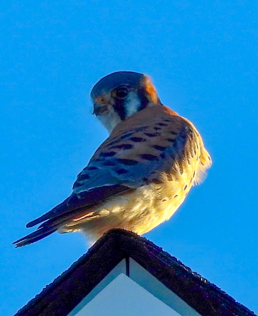 American Kestrel - ML647262223