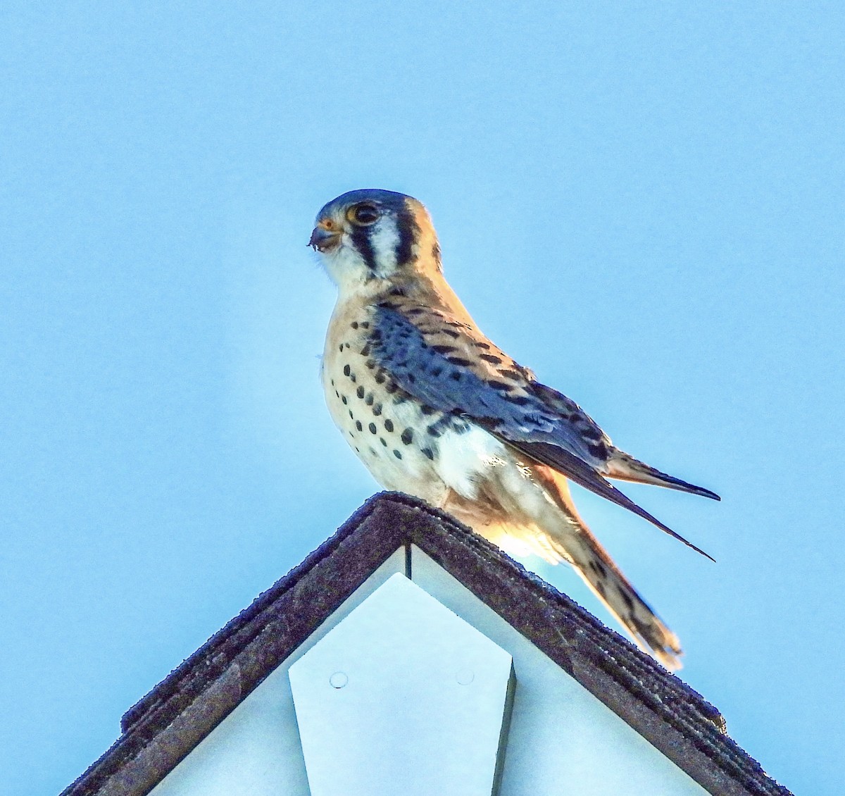 American Kestrel - ML647262225