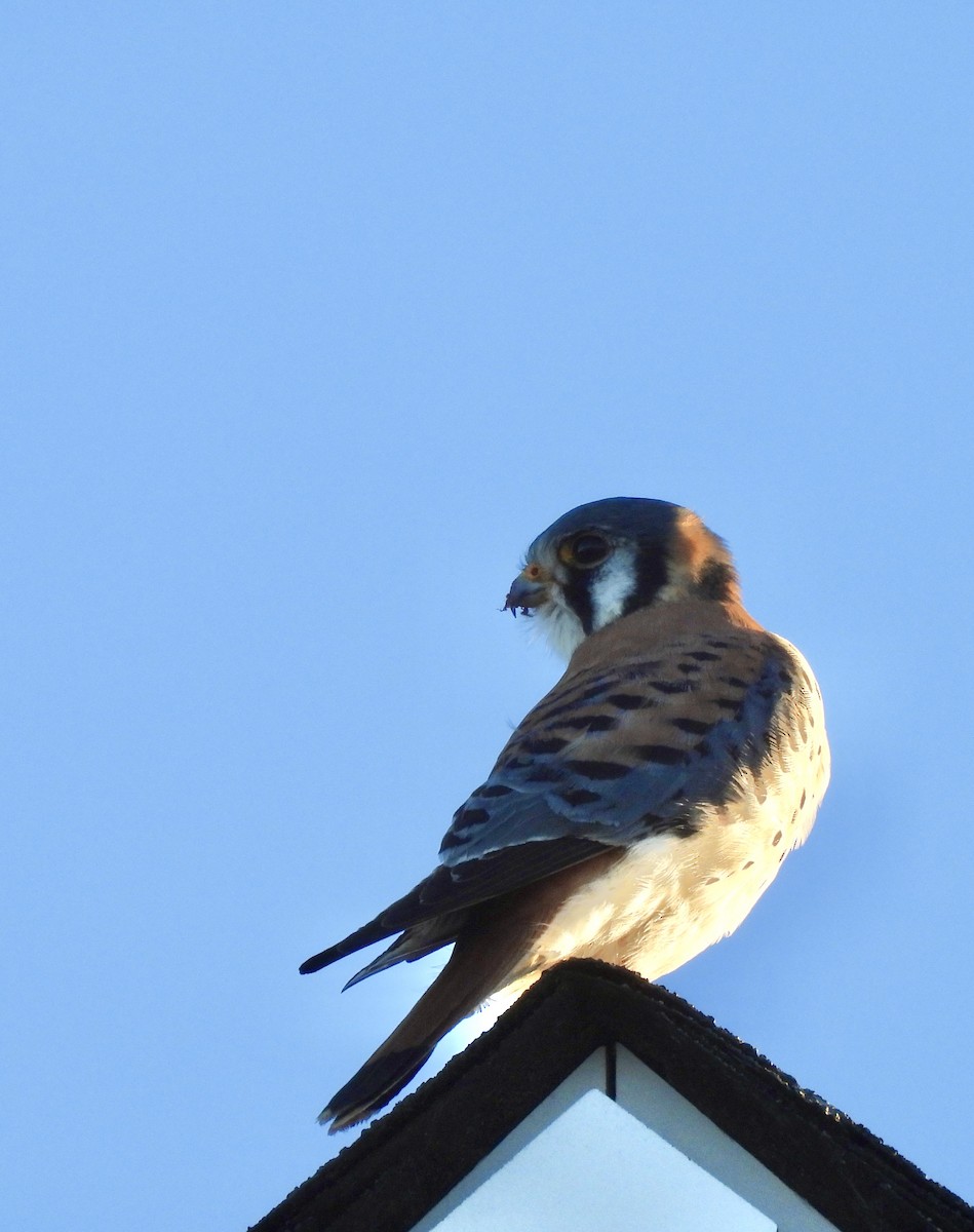 American Kestrel - ML647262226