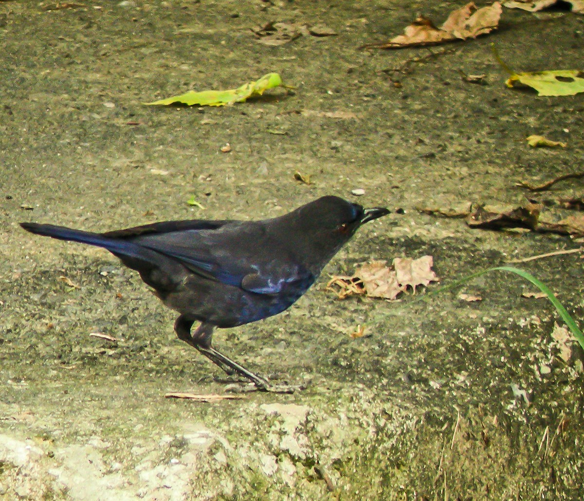 Taiwan Whistling-Thrush - ML647262227
