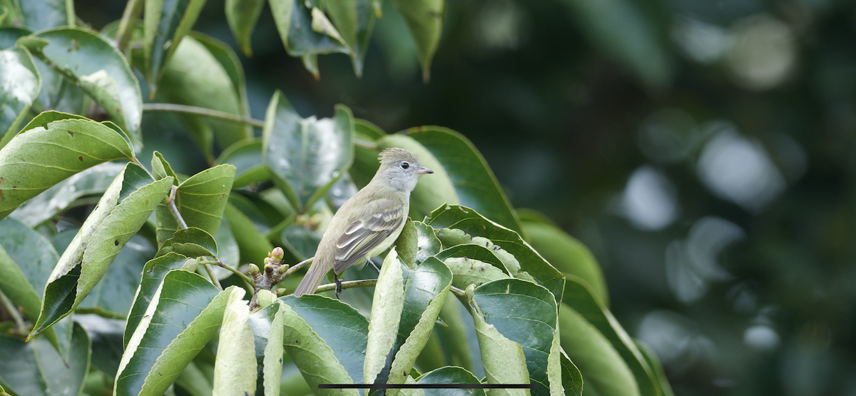 Yellow-bellied Elaenia - ML647262229