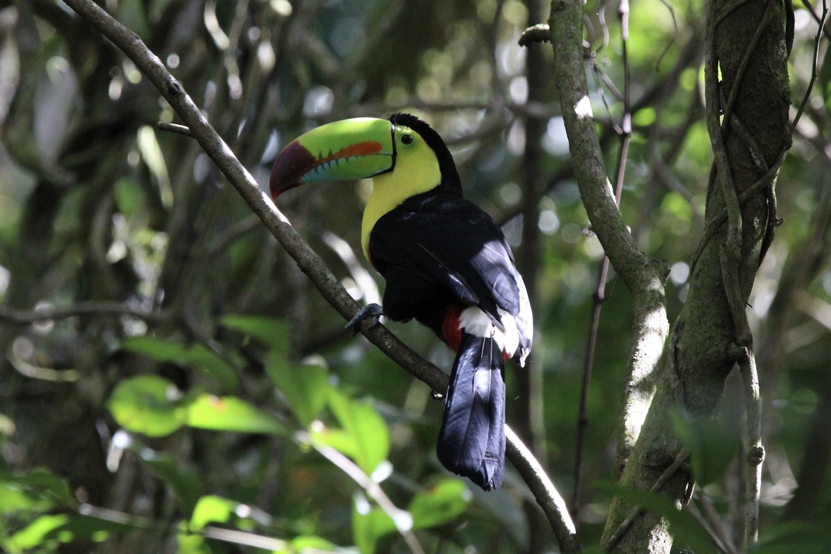 Keel-billed Toucan - ML647262231