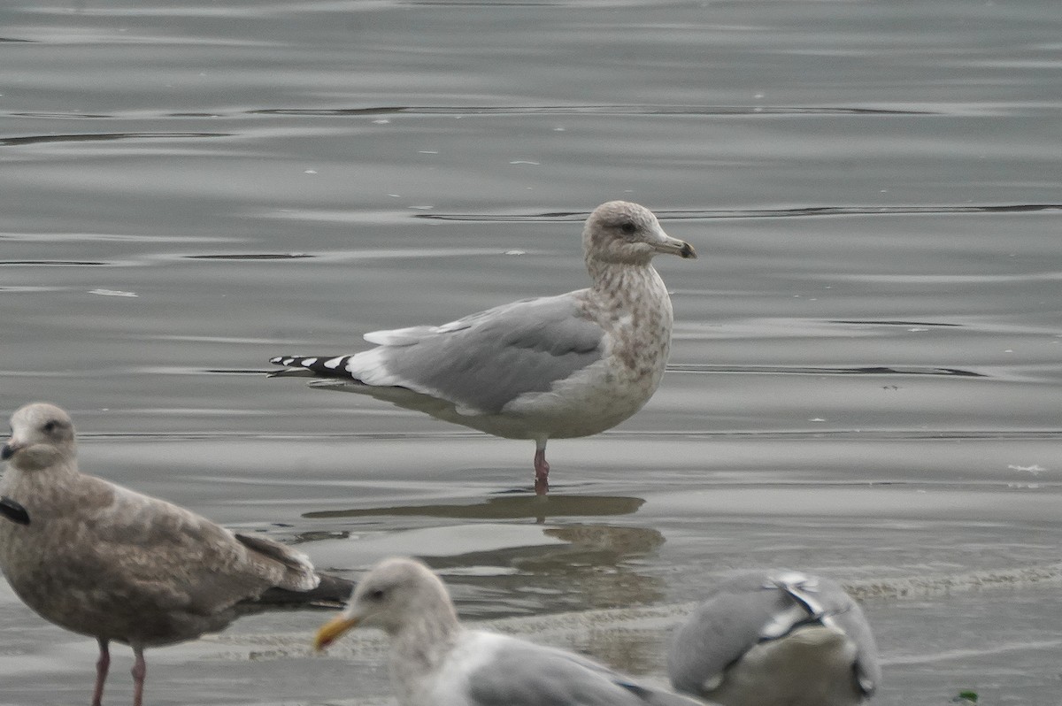 Iceland Gull (Thayer's) - ML647262233