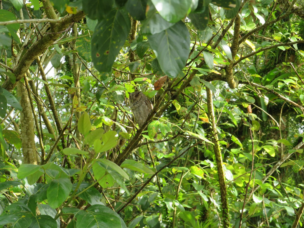 Pacific Screech-Owl - ML647262237