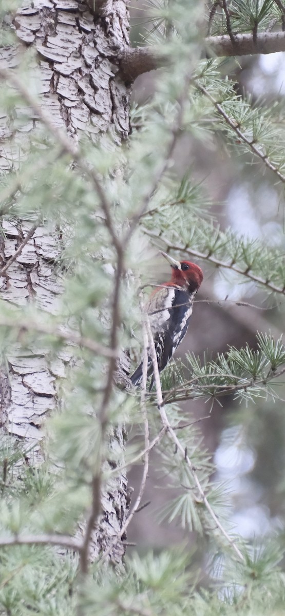 Red-breasted Sapsucker - ML647262238