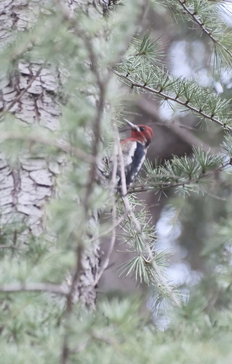 Red-breasted Sapsucker - ML647262239