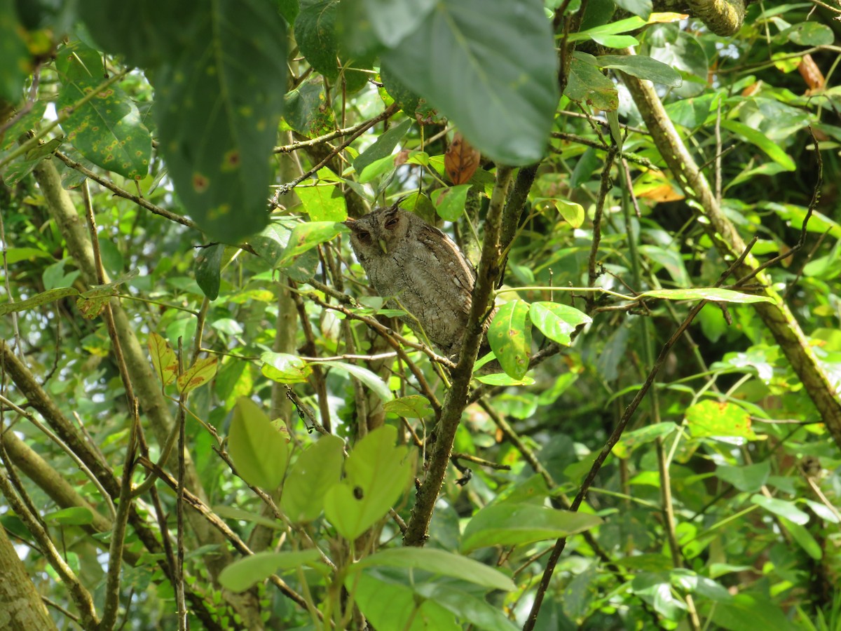 Pacific Screech-Owl - ML647262242