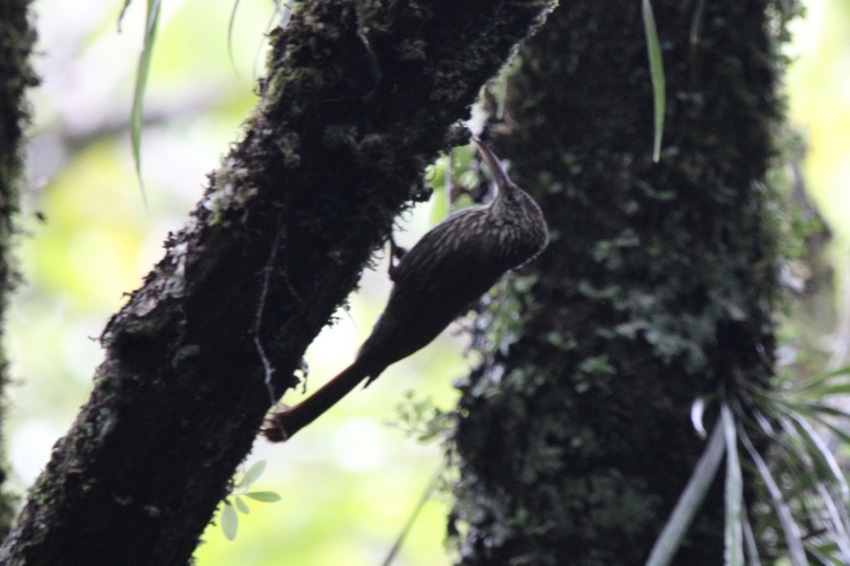 Streak-headed Woodcreeper - ML647262243