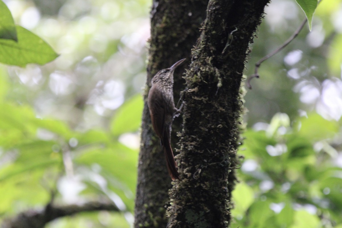 Streak-headed Woodcreeper - ML647262244