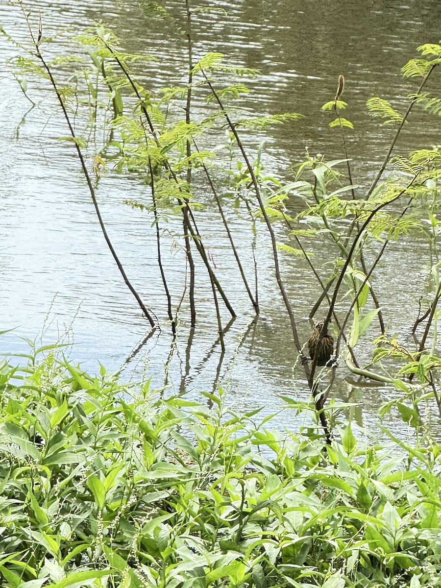 Red-winged Blackbird - ML647262245