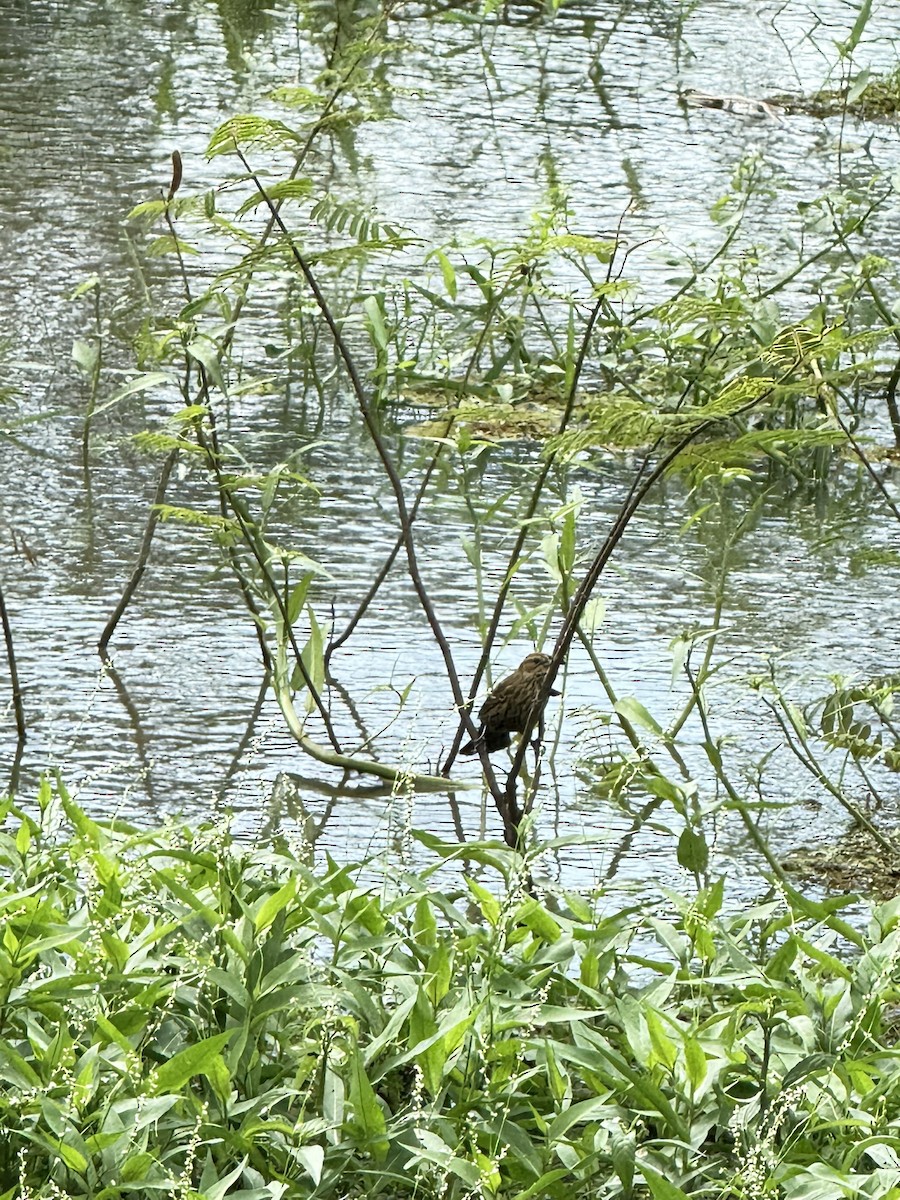 Red-winged Blackbird - ML647262246