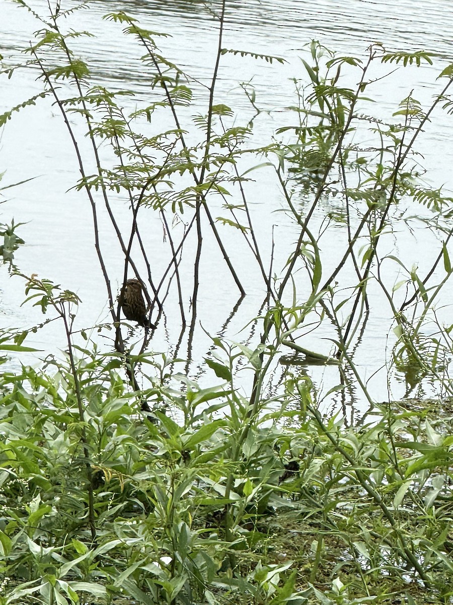 Red-winged Blackbird - ML647262247