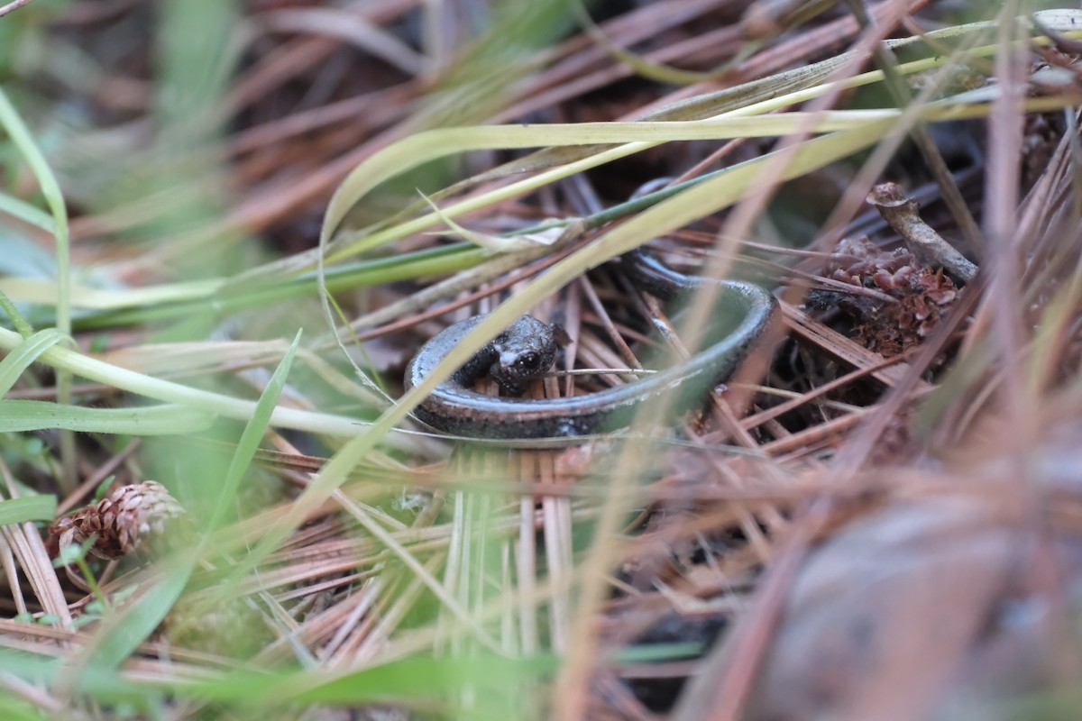 Slender Salamanders - ML647262258