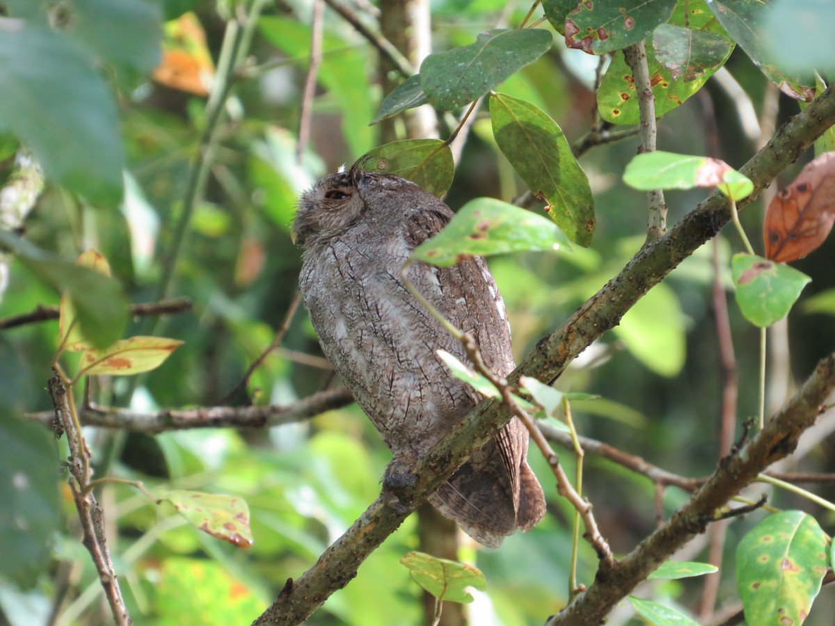 Pacific Screech-Owl - ML647262262