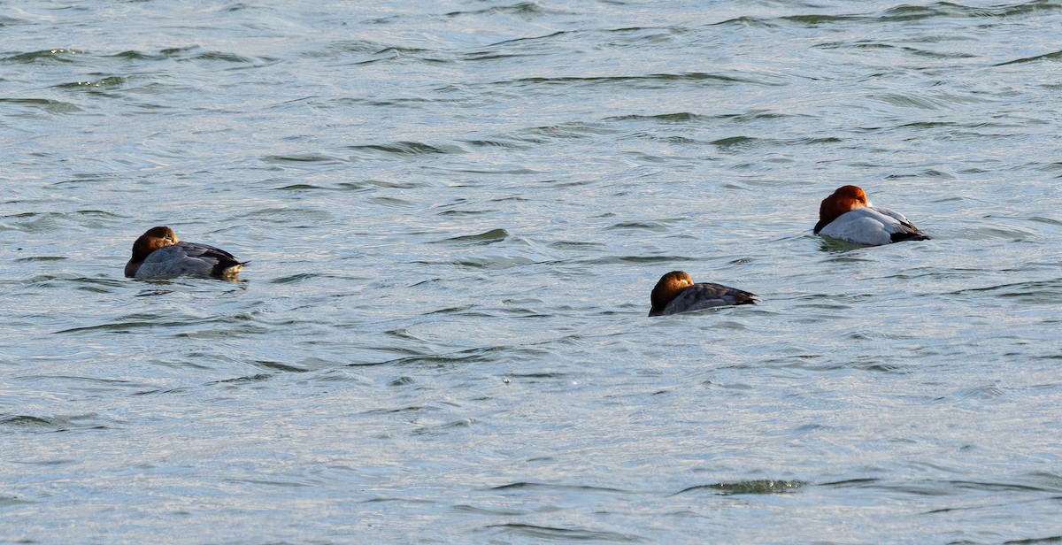 Common Pochard - ML647262268