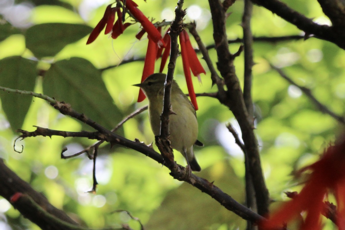 Червоїд світлобровий - ML647262277