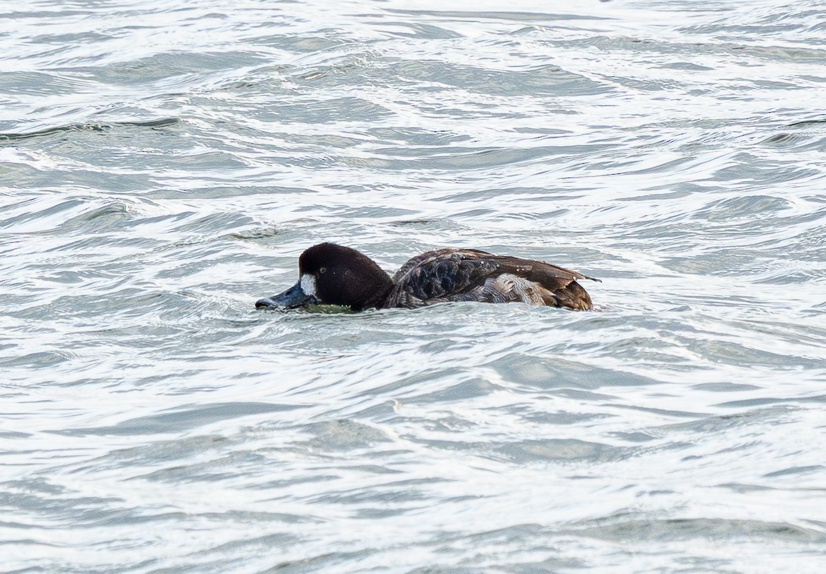 Морская чернеть - ML647262293