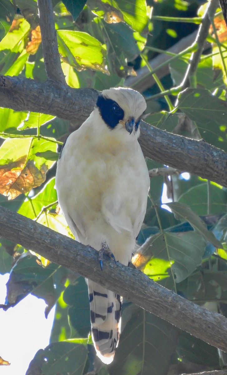 Laughing Falcon - ML647262295
