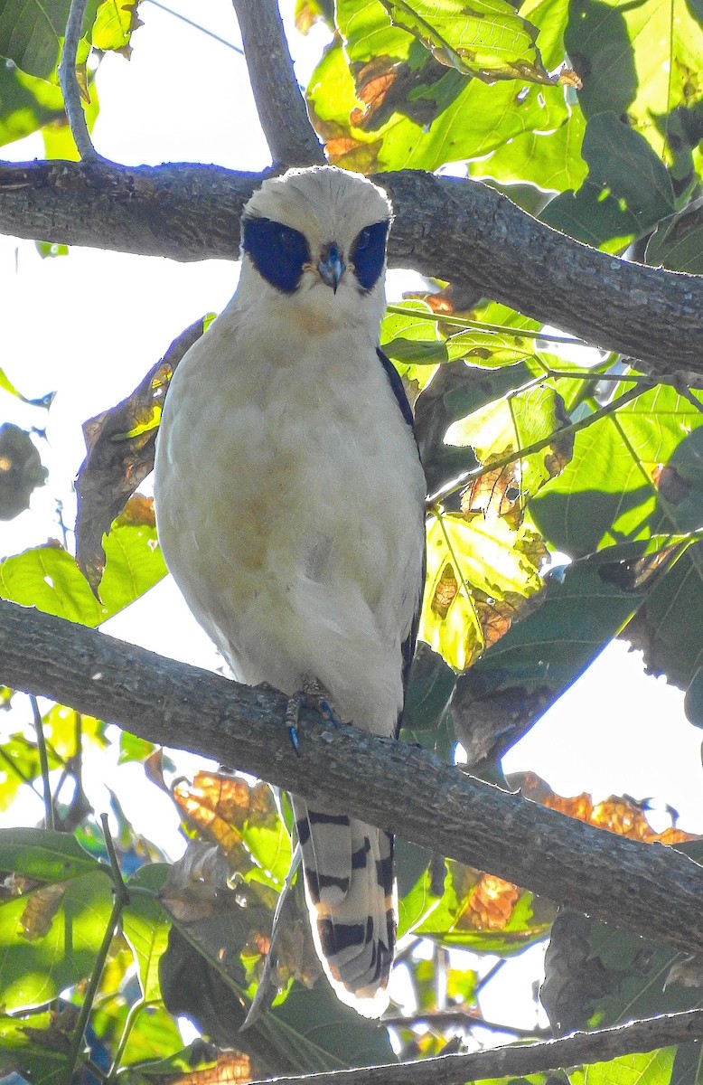 Laughing Falcon - ML647262296