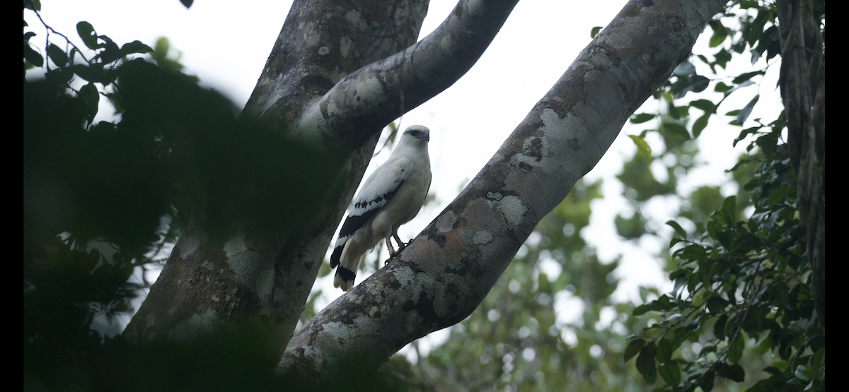 White Hawk - ML647262304