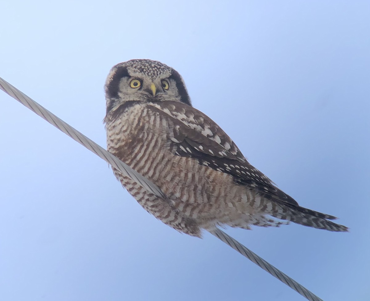 sovice krahujová - ML647262305