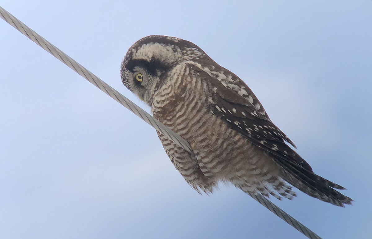 sovice krahujová - ML647262308